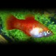 PLATY GOLD M