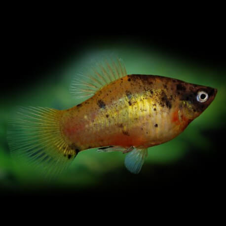 PLATY GOLD MARBRE M