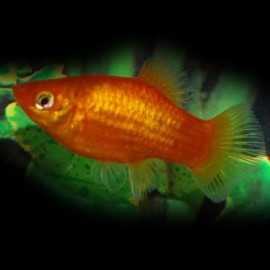 PLATY NEON ORANGE M