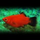 PLATY WAGTAIL ROUGE CORAIL M