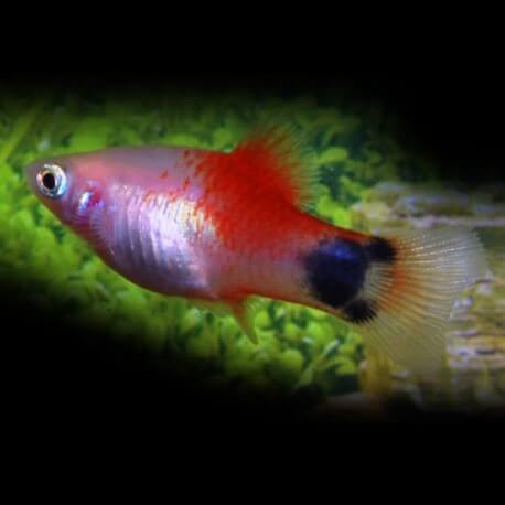 Sang transparent pour le poisson glace de l'aquarium de Tokyo - Charente  Libre.fr