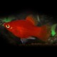 PLATY CORAIL ROUGE M