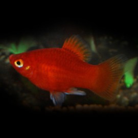 PLATY CORAIL ROUGE M