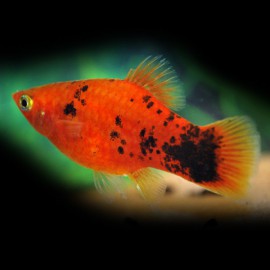 PLATY ROUGE MOUCHETE M