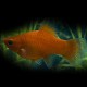 PLATY ROUGE M