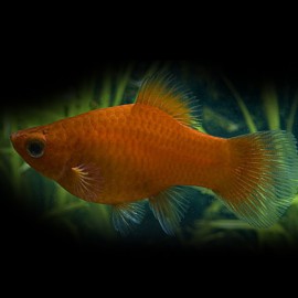 PLATY ROUGE M