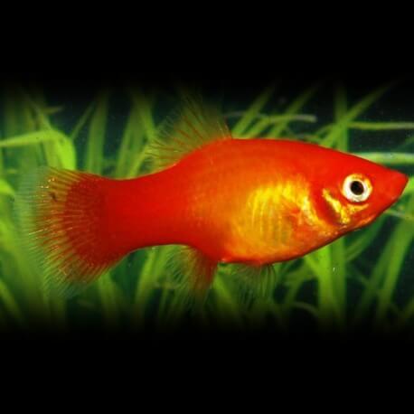 PLATY MARIGOLD M