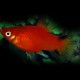 PLATY VICTORY ROUGE M