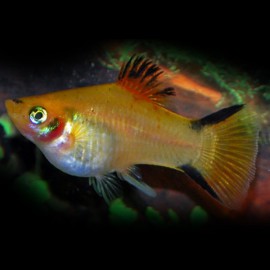 PLATY VICTORY JAUNE M 