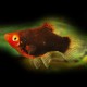 PLATY CORAIL NOIR M