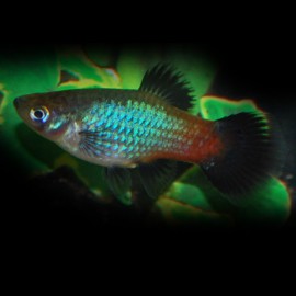 PLATY ARC EN CIEL SELECTION M