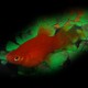 PLATY CORAIL PINCEAU ROUGE M