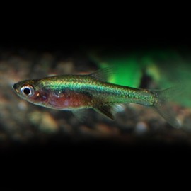 RASBORA AXELRODI NEON VERT M