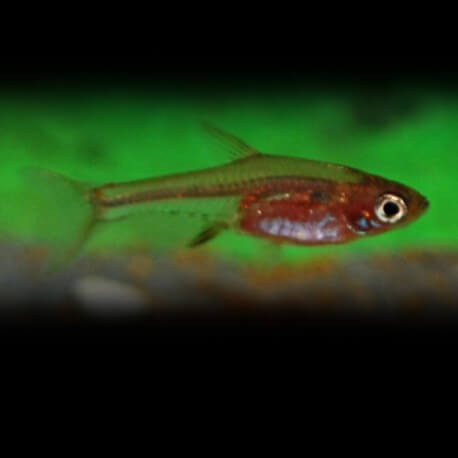 RASBORA AXELRODI NEON ROUGE M 