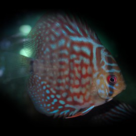 Discus Symphysodon aequifasciatus Turquoise Rouge M