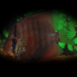 Discus Symphysodon aequifasciatus Rouge Rose P/M