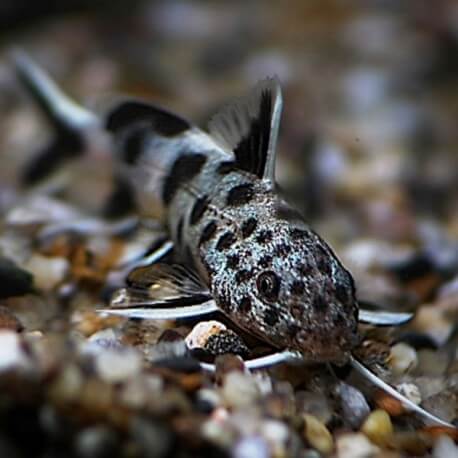 SYNODONTIS PETRICOLA ZAIRE P/M