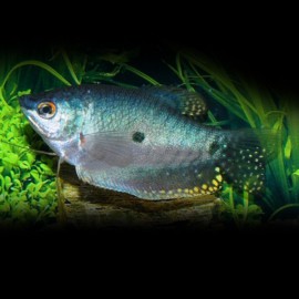 GOURAMI TRICHOPTERUS BLEU P/M