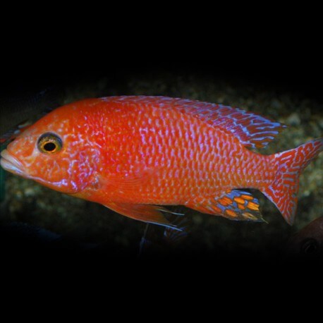 AULONOCARA FIRE FISH RED L