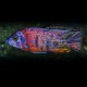 AULONOCARA ROUGE BLOTCHED L