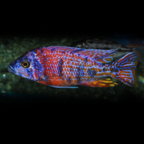 AULONOCARA ROUGE BLOTCHED L