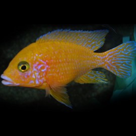 AULONOCARA FIRE FISH JAUNE XL