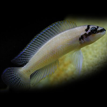 CHALINOCHROMIS BRICHARDI M 