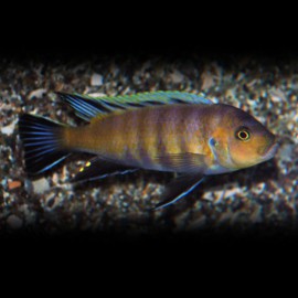 CYNOTILAPIA AFRA LION COVE XL