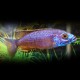 Haplochromis AHLI XL