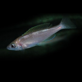 Cyprichromis LEPTOSOMA UTINAT FLUROC. M
