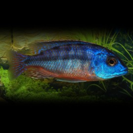 Haplochromis BOADZULU L