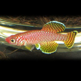 NOTHOBRANCHIUS KORTHAUSAE M