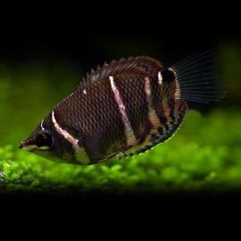 Sphaerichthys osphromenoides « Gourami Chocolat » M