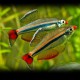 TANICHTHYS MICAGEMMAE M
