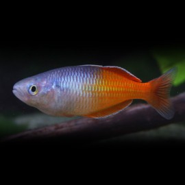 MELANOTAENIA BOESEMANI "ORANGE" M