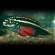 Pelvicachromis SACRIMONTIS L