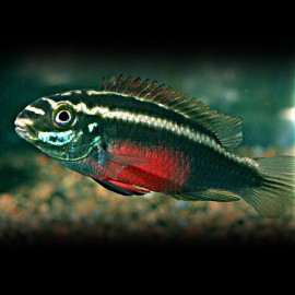 Pelvicachromis SACRIMONTIS L