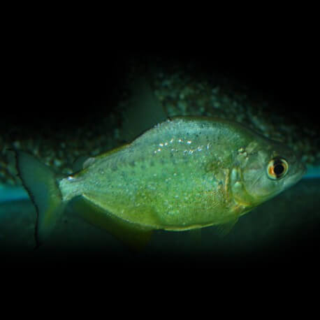 Serrasalmus "PIRANHA" PYGOCENTRUS TERNETZI M/L