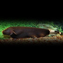 STERNARCHUS/APTERONOTUS ALBIFRONS P