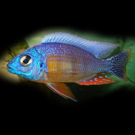 Haplochromis steveni bleu gold L