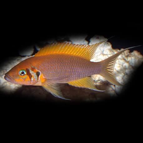 Lamprologus DAPHODIL M