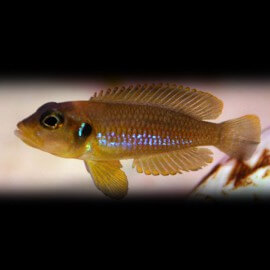 Lamprologus ocellatus m