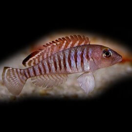 Lamprologus signatus m