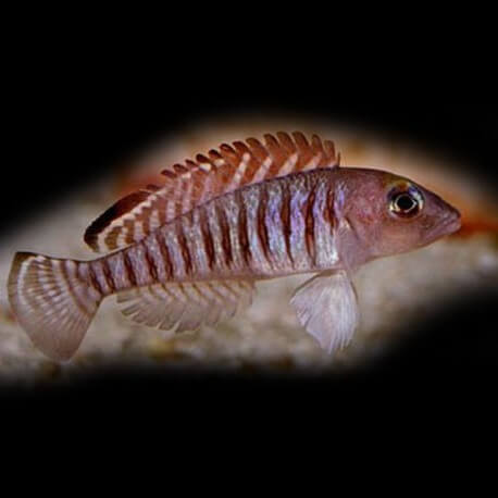 Lamprologus signatus m