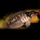 Lamprologus meleagris m