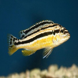 Melanochromis auratus m