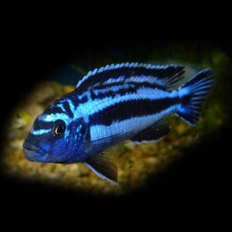 Melanochromis maingano m