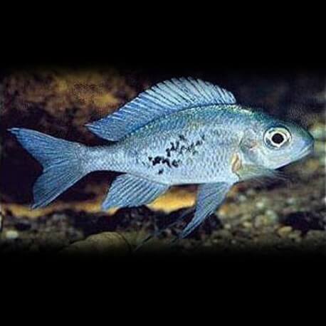 Opthalmotilapia ventralis chituta P