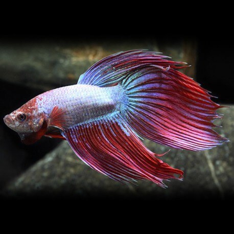 Betta splendens mâle mix couleurs XL