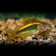 CORYDORAS SP. NEON ORANGE XL